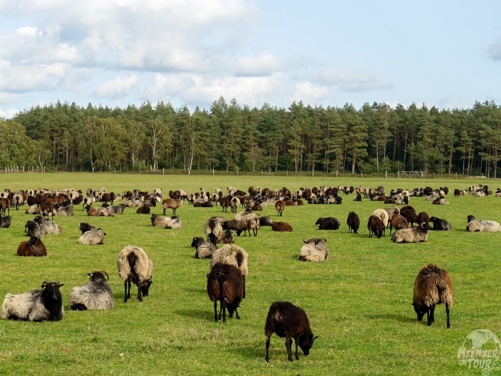 Heidschnucken am Grasen in der Südheide